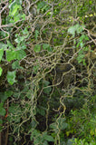 Corylus avellana Contorta | Harry Lauders Walking Stick | 5_Seeds
