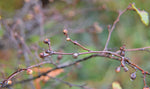 Corylus cornuta californica |Western Beaked Hazel |California Hazelnut | 5_Seeds