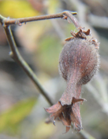 Corylus cornuta californica |Western Beaked Hazel |California Hazelnut | 5_Seeds