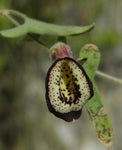 Aristolochia coryi | 5_Seeds
