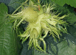 Corylus colurna | Turkish Tree Hazel | 5_Seeds