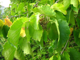 Corylus colurna | Turkish Tree Hazel | 5_Seeds