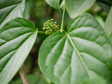Cosmostigma racemosum | Green Milkweed Creeper | 10_Seeds