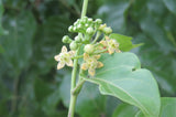 Cosmostigma racemosum | Green Milkweed Creeper | 10_Seeds