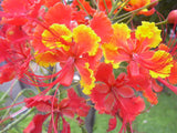 Caesalpinia pulcherrima | Pride-of-Barbados | Red Bird of Paradise | 10_Seeds