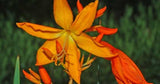 Crocosmia aurea | Falling Stars | Valentine Flower | Montbretia | 5_Seeds