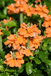 Crossandra infundibuliformis Orange Marmalade | 20_Seeds