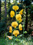 Crotalaria spectabilis | Rattlebox | Showy Rattlepod | Cats Bell | 10_Seeds