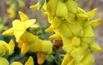 Crotalaria spectabilis | Rattlebox | Showy Rattlepod | Cats Bell | 10_Seeds