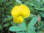 Crotalaria spectabilis | Rattlebox | Showy Rattlepod | Cats Bell | 10_Seeds