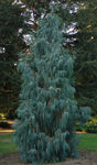 Cupressus cashmeriana | Bhutan Kashmir Weeping Cypress | 50_Seeds