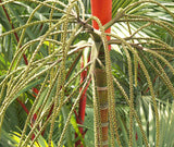 Cyrtostachys renda | Red Sealing Wax & Lipstick Palm | 5_Seeds