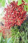 Cyrtostachys renda | Red Sealing Wax & Lipstick Palm | 5_Seeds