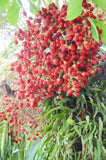 Cyrtostachys renda | Red Sealing Wax & Lipstick Palm | 10_Seeds