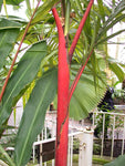 Cyrtostachys renda | Red Sealing Wax & Lipstick Palm | 10_Seeds