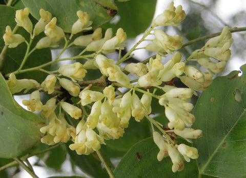 Dalbergia latifolia | Black & East Indian Rosewood | Kala Sheeshan | 10_Seeds