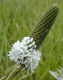 Dalea candida | White Prairie Clover | 500_Seeds