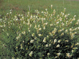 Dalea candida | White Prairie Clover | 500_Seeds