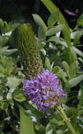 Dalea foliosa | Leafy Prairie Clover | 50_Seeds