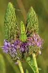 Dalea foliosa | Leafy Prairie Clover | 50_Seeds
