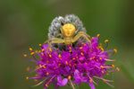 Dalea purpurea | Purple Violet Prairie Clover | 200_Seeds