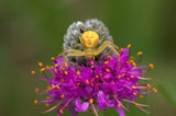 Dalea purpurea | Purple Violet Prairie Clover | 200_Seeds