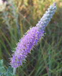 Dalea villosa | Silky Prairie Clover | 50_Seeds