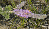 Dalea villosa | Silky Prairie Clover | 50_Seeds
