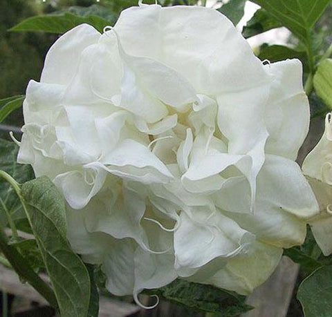 Datura metal Double White | Angel Trumpet | 10_Seeds