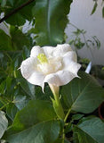 Datura metal Double White | Angel Trumpet | 10_Seeds