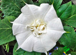 Datura metel Double White Purity | Hindu | 10_Seeds