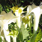 Datura metel Double White Purity | Hindu | 10_Seeds