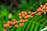 Debregeasia longifolia | Orange Wild Rhea | 200_Seeds