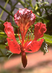 Delonix regia | Royal Poinciana | Flamboyant Flame Tree | Gulmohar | 5_Seeds