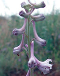 Delphinium wootonii | Organ Mountain Larkspur | 20_Seeds