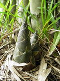 Dendrocalamus strictus | Calcutta Bamboo | 20_Seeds