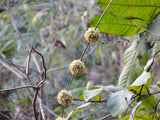 Dendrocalamus strictus | Calcutta Bamboo | 20_Seeds