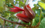 Chiranthodendron pentadactylon | Devils Hand Tree | 10_Seeds