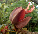 Chiranthodendron pentadactylon | Devils Hand Tree | 5_Seeds