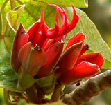 Chiranthodendron pentadactylon | Devils Hand Tree | 5_Seeds