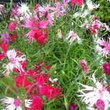 Dianthus Superbus Spooky Mix | Superb Pink | 200_Seeds