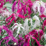 Dianthus Superbus Spooky Mix | Superb Pink | 200_Seeds