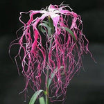 Dianthus Spooky | 100_Seeds