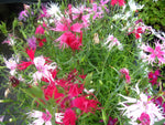 Dianthus Spooky | 100_Seeds