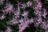 Dianthus Spooky | 100_Seeds