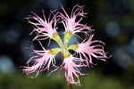 Dianthus Spooky | 100_Seeds