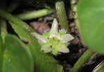 Dichondra micrantha | Asian Ponysfoot | Lawn Leaf | 20_Seeds