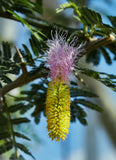 Dichrostachys cinerea | Marabou Thorn | Sickle Bush | Bell Mimosa | 10_Seeds