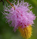 Dichrostachys cinerea | Marabou Thorn | Sickle Bush | Bell Mimosa | 10_Seeds