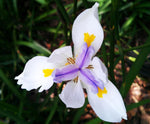 Dietes iridioides | Cape Iris | 20_Seeds